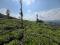 5.90 ACRE RESOT LAND