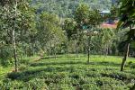 4 ACRE TEA LAND