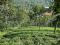 4 ACRE TEA LAND