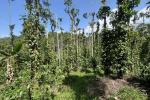 3.15 ACRE AGRICULTURE LAND