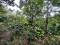 4 ACRE COFFEE LAND