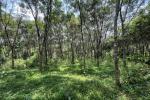 1 ACRE RUBBER PLANTATION