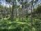 1 ACRE RUBBER PLANTATION