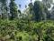 2.36 ACRE COFFEE LAND 