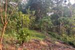 20 CENT HOUSE PLOT