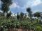1.10 ACRE COFFEE LAND