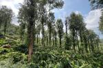 1.90 ACRE COFFEE LAND