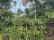 2 ACRE COFFEE LAND 