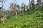 3 ACRE TEA LAND