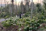 15 ACRE COFFEE ESTATE