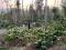 15 ACRE COFFEE ESTATE