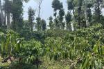9.20 ACRE WELL MAINTAINED COFFEE LAND