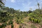 3.42 ACRE COFFEE PLANTATION