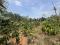 3.42 ACRE COFFEE PLANTATION
