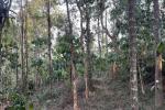 5 ACRE MIXED CULTIVATION LAND 