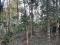 5 ACRE MIXED CULTIVATION LAND 
