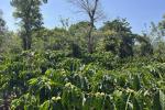 1 ACRE COFFEE LAND WITH MIXED CULTIVATION