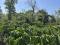 1 ACRE COFFEE LAND WITH MIXED CULTIVATION