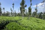 3.90 ACRE TEA PLANTATION WITH SCENIC VIEWS