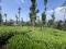 3.90 ACRE TEA PLANTATION WITH SCENIC VIEWS