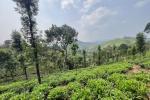4.60 ACRE TEA PLANTATION LAND