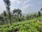 4.60 ACRE TEA PLANTATION LAND