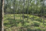 2 ACRE RUBBER PLANTATION
