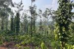 4 ACRE COFFEE PLANTATION