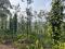 4 ACRE COFFEE PLANTATION