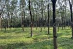 1.75 ACRE RUBBER PLANTATION LAND