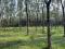 1.75 ACRE RUBBER PLANTATION LAND