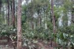 5 ACRE COFFEE PLANTATION