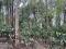 5 ACRE COFFEE PLANTATION