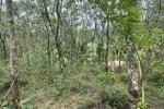 2 ACRE MIXED CULTIVATION LAND WITH 3BHK HOUSE