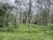 5.30 ACRE MIXED CULTIVATION LAND NEAR KURUVA ISLAND