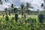 1 ACRE COFFEE LAND WITH PADDY VIEWS