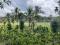 1 ACRE COFFEE LAND WITH PADDY VIEWS