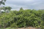 2.25 ACRE RESORT/ VILLA LAND WITH MIXED CULTIVATION