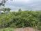 2.25 ACRE RESORT/ VILLA LAND WITH MIXED CULTIVATION