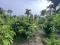 1.5 ACRE RIVER FRONTAGE COFFEE LAND WITH MIXED CULTIVATION