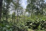 4 ACRE WELL MAINTAINED COFFEE LAND