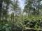4 ACRE WELL MAINTAINED COFFEE LAND