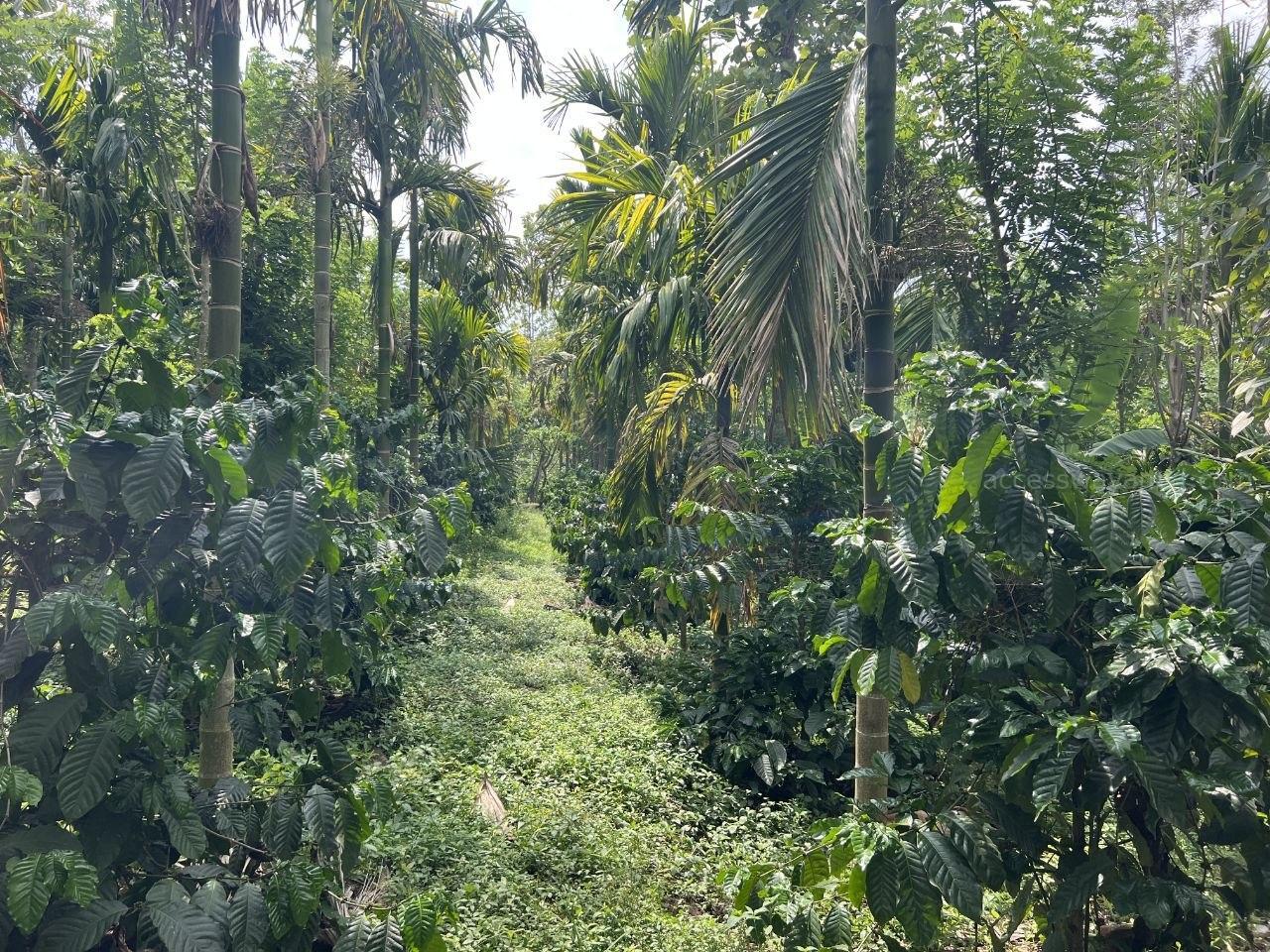 8 ACRE WELL MAINTAINED MIXED CULTIVATION LAND WITH ASSURED INCOME