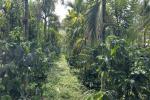 8 ACRE WELL MAINTAINED MIXED CULTIVATION LAND WITH ASSURED INCOME