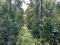 8 ACRE WELL MAINTAINED MIXED CULTIVATION LAND WITH ASSURED INCOME