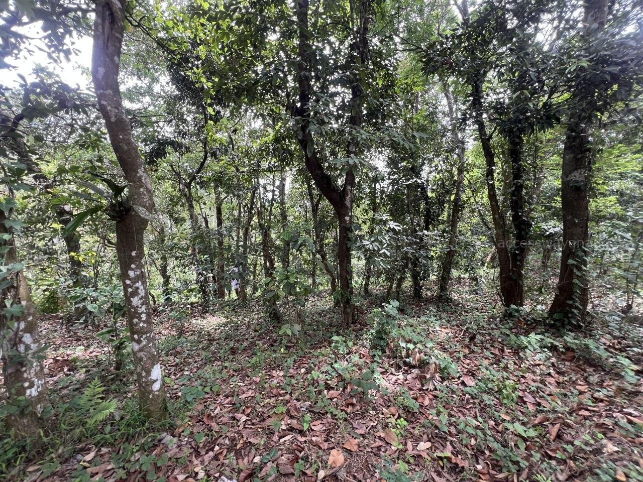 1.5 ACRE RESORT LAND IDEAL FOR TOURISM PURPOSE