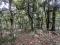 1.5 ACRE RESORT LAND IDEAL FOR TOURISM PURPOSE