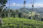 10 ACRE TEA PLANTATION LAND