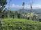 10 ACRE TEA PLANTATION LAND